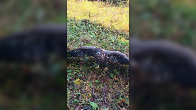 � �������� ���������������� �������������� ������-����������
